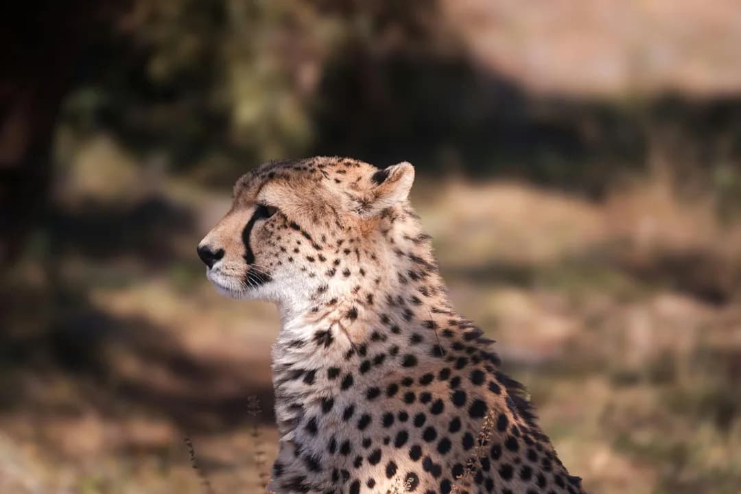 6-Day Kenya Safari - Nature, Wildlife & Local Wonders (Level B - Luxury)