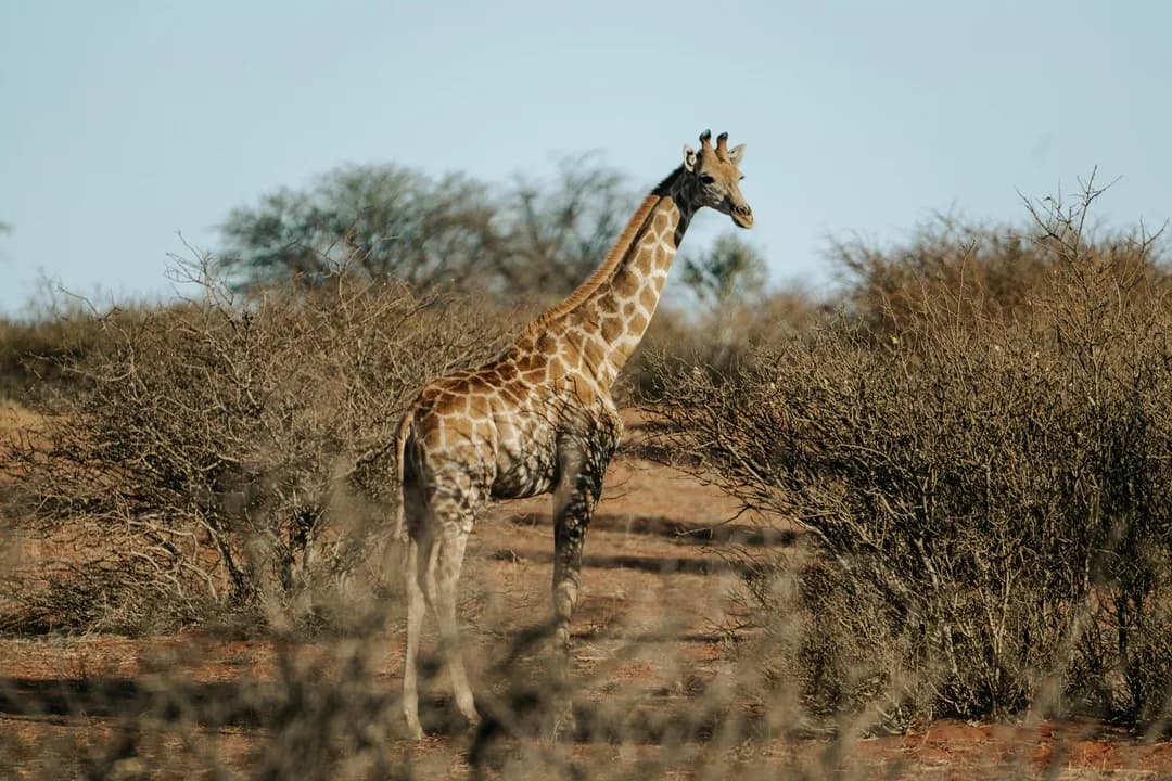 6-Day Kenya Safari — Level C-D