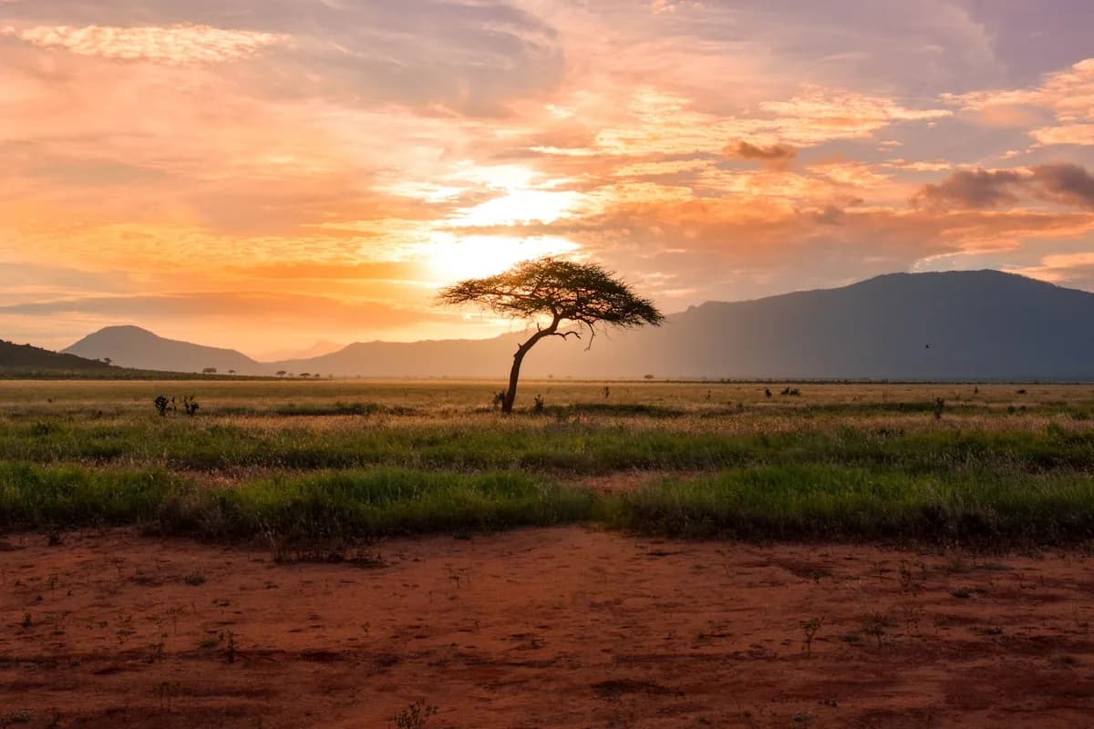 When Is the Best Time to Visit Kenya? A Month-by-Month Guide